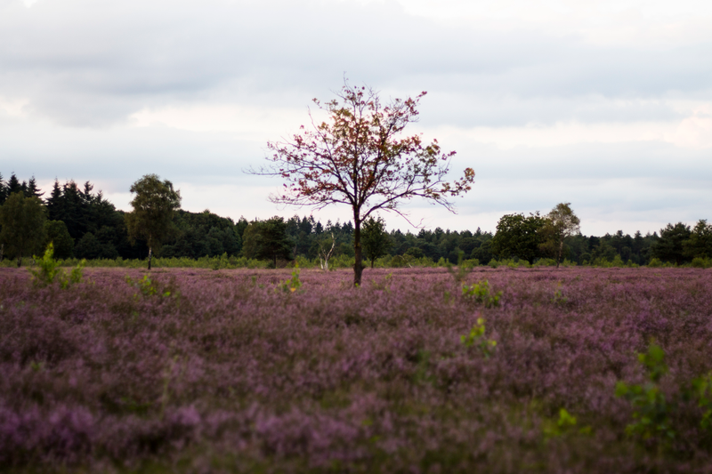 Illustration for article titled Heathlands in bloom